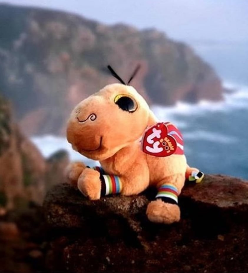 TY Jamal the camel